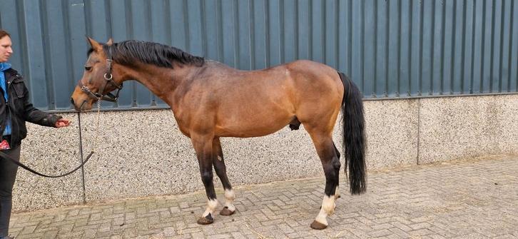 Nrps dekhengst viva la bam, Dieren en Toebehoren, Paarden en Pony's | Dekhengsten en Fokmerries, Hengst