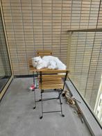 Persian Cat, Dieren en Toebehoren, Poes, Gechipt, 6 jaar of ouder