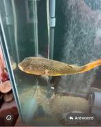 MBU kogelvis, Dieren en Toebehoren, Vissen | Aquariumvissen, Vis, Zoetwatervis