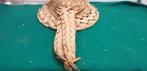 hoed vintage 1967 fedora unisex hawaiian, Ophalen of Verzenden