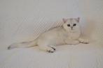 Brits korthaar kittens met stamboom, Dieren en Toebehoren, Meerdere dieren
