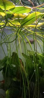Hydrocleys nymphoides jonge stekken, Dieren en Toebehoren, Vissen | Aquaria en Toebehoren, Ophalen of Verzenden, Nieuw, Plant(en), Steen of Hout