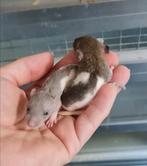 Super lieve en tamme ratjes, Dieren en Toebehoren, Rat, Mei, Meerdere dieren, Tam