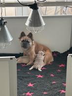 Franse buldog, België, Fokker | Hobbymatig, 8 tot 15 weken, Parvo
