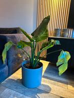Strelitzia nicolai kamerplant + grote Mica bloempot, Huis en Inrichting, Ophalen, Halfschaduw, 200 cm of meer