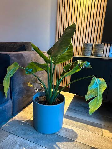 Strelitzia nicolai kamerplant + grote Mica bloempot beschikbaar voor biedingen