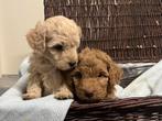 Labradoodle pups, Dieren en Toebehoren, Honden | Retrievers, Spaniëls en Waterhonden, 8 tot 15 weken, Labrador retriever, Meerdere