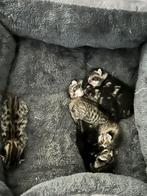 Super mooie kruising Savannah kittens, Dieren en Toebehoren, Ontwormd, Geslacht onbekend, 0 tot 2 jaar