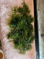 Christmassmos / aquarium mos, Ophalen of Verzenden