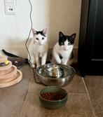Momo & Mellow + spullen; zusjes 9 maanden oud, Dieren en Toebehoren, Katten en Kittens | Overige Katten, Poes