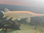Albino gar 55 cm panaque30cm albino chitala 60 cm, Dieren en Toebehoren, Vis