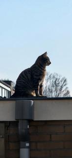 Vermist: poes Milly, Dieren en Toebehoren, Vermiste en Gevonden Dieren, Kat