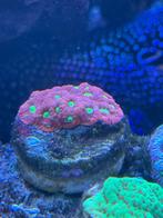 Mooie stekjes steenkoraal, Dieren en Toebehoren, Vissen | Aquariumvissen, Overige typen, Zoutwatervis