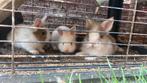 2 teddy konijntjes, Meerdere dieren, Eend