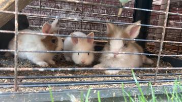 2 teddy konijntjes beschikbaar voor biedingen