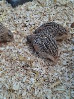 Japanse kwartel hanen, Dieren en Toebehoren, Pluimvee, Mannelijk, Overige soorten