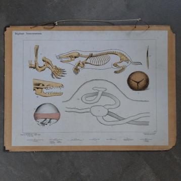 Bijplaat Insecteneters – Koekkoek – 1927 beschikbaar voor biedingen