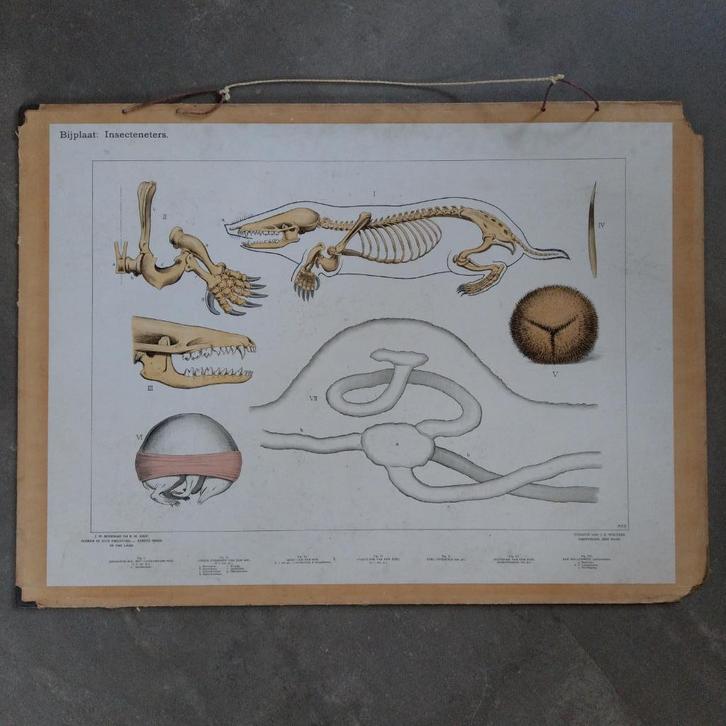 Bijplaat Insecteneters – Koekkoek – 1927, Antiek en Kunst, Antiek | Schoolplaten, Natuur en Biologie, Ophalen of Verzenden