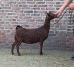 Prachtige stamboek dwerggeit, Dieren en Toebehoren, Februari, Vrouwelijk