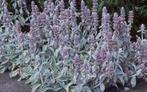 Ezelsoor - Stachys byzantina, Tuin en Terras, Planten | Tuinplanten, Bodembedekkers, Volle zon, Vaste plant, Ophalen of Verzenden