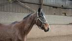 Te koop fokmerrie/rijpaard, Merrie, Springpaard, L, 160 tot 165 cm