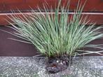 grote pol bont siergras ,, Ophalen, Vijverfilter