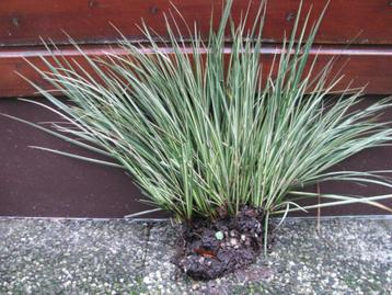 grote pol bont siergras , beschikbaar voor biedingen