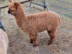 Alpaca  hengstje, Dieren en Toebehoren, Overige Dieren, Juli, Mannelijk
