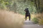 Staffordshire Bull Terrier dekreu engelse stafford, Dieren en Toebehoren, CDV (hondenziekte), 1 tot 2 jaar, Eén hond, Nederland