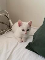 Britse Korthaar kitten, Dieren en Toebehoren, Katten en Kittens | Raskatten | Korthaar, Poes