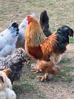 Brahma hennen met eventueel haan, Dieren en Toebehoren, Pluimvee, Meerdere dieren, Kip