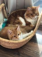 Maine Coon, Dieren en Toebehoren, Katten en Kittens | Raskatten | Langhaar, Poes, 0 tot 2 jaar