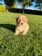 Maltipoo (Maltezer x Poedel) pups reutjes, Poedel, Nederland, CDV (hondenziekte), 8 tot 15 weken