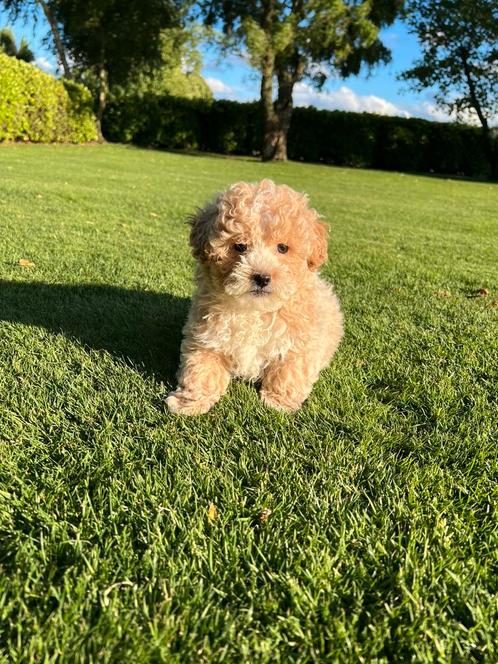 Maltipoo (Maltezer x Poedel) pups reutjes, Dieren en Toebehoren, Honden | Chihuahua's en Gezelschapshonden, Meerdere dieren, Poedel