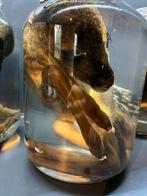 Ree foetus kalf op sterk water, Verzamelen, Dierenverzamelingen, Ophalen, Overige typen