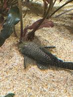 Borstelneus, Dieren en Toebehoren, Vissen | Aquariumvissen