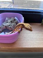 Tri colour man, Dieren en Toebehoren, Reptielen en Amfibieën, Hagedis, Tam, 0 tot 2 jaar