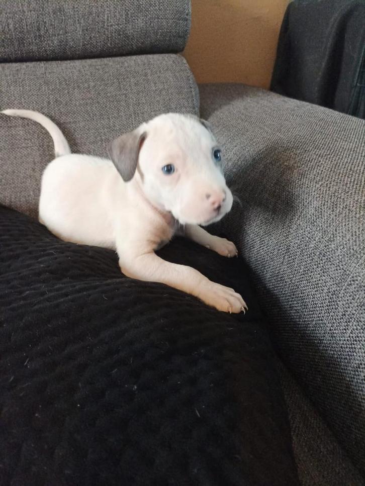 3 amerikaanse stafford pups beschikbaar, Dieren en Toebehoren, Honden | Jack Russells en Terriërs, Meerdere dieren, American Staffordshire Terriër
