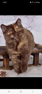 Gezocht mooie cinnamon/chocolate tortie britse korthaar, Dieren en Toebehoren, Katten en Kittens | Raskatten | Korthaar, Poes