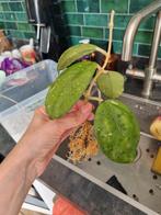 Hoya noelle bodem moederplant, Ophalen of Verzenden, Overige soorten, Minder dan 100 cm