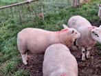 Leuke dekrammen en ooilammeren, Dieren en Toebehoren, Schapen, Geiten en Varkens, Mannelijk, Schaap