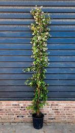 Toscaanse Jasmijn (Trachelospermum jasminoides)
🌿, Tuin en Terras, Ophalen, Volle zon, Overige soorten, 100 tot 250 cm