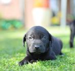 Labrador x Pointer pups te koop, Rabiës (hondsdolheid), 8 tot 15 weken, Labrador retriever, Meerdere