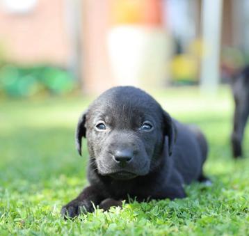 Labrador x Pointer pups te koop beschikbaar voor biedingen