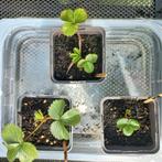 Aardbei Korona en Pineberry stekjes, Tuin en Terras, Planten | Tuinplanten, Ophalen, Eenjarig, Groenteplanten, Volle zon