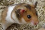Goudhamsters hamster hamsters, Meerdere dieren, Hamster, Na 1 juli 2024, Tam