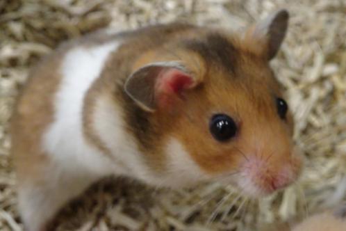 Goudhamsters hamster hamsters, Dieren en Toebehoren, Knaagdieren, Meerdere dieren, Hamster, Tam