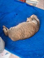 Poes te koop, Poes
