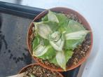 Agave v Potatorum v Verschaffeltii cv. Shoji Raijin Mediopic, Huis en Inrichting, Ophalen, Overige soorten, Minder dan 100 cm