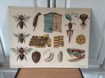 Oude Schoolplaat Biologie - Bijen, Antiek en Kunst, Antiek | Schoolplaten, Ophalen of Verzenden, Natuur en Biologie